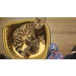 Filhotes De Gatos Bengal Com Pedigree