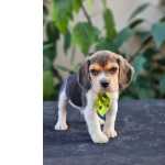 Beagle   Excelentes Filhotes