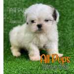 Shih Tzu - Ninhada Disponvel Com 45 Dias, Vacinados, A Pronta Entrega!