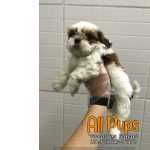 Shih Tzu (branco Com Castanho) - Macho/fmea - Bolinha De Pelo
