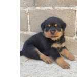 Filhote De Rottweiler!