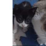 Doao De Gatos