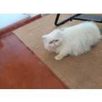 Gato Persa Legtimo, 3 Fmea E 1 Macho Branco
