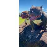 American Bully Casal Top Com Pedigree- Aceito Trocas