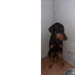Filhote Doberman 7 Meses