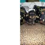 Maravilhosa Yorkshire Fmea Canil Ribeiro Preto