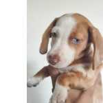 Dachshund (salsicha) Arlequim Fmea
