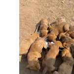 Filhotes De Fila Brasileiro Com Labrador