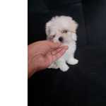 Maltes Baby Face (micrissimo) Com Pedigree!