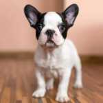 Lindos Filhotes De Bulldog Francs Com Vacina Vermfugado E Pedigree