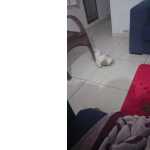 Sht Tzu Filhote