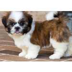 Cachorros Shih Tzu