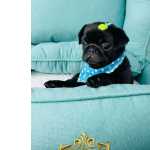 Pug Micro Lindos Fmeas E Machos Black