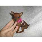 Pinscher