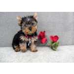 Filhotes de Yorkie