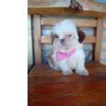 Shih Tzu Linda  Menina