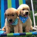 Golden Retriever Filhotes   C/ Pedigree