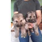 Filhotes De Pastor Alemo Com Pedigree