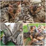 Bengal Filhotinhos - C/ Pedigree