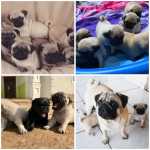 Pug Filhotes - Pedigree Cbkc - Canil Especializado