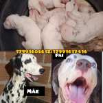 Filhotes De Dlmata