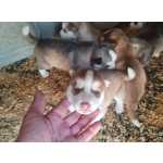 Husky Siberiano Filhotes