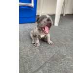 Bulldog  Francs