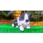 Lilac E Blue Border. Collie