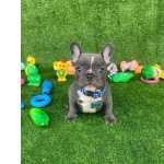 Buldogue Francs Ninhada Disponvel Macho E Fmea