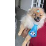 Spitz Alemo-lulu Da Pomerania