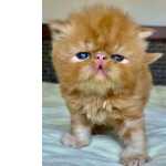Show Gato Persa Filhote Macho Red Tabby,pelo Longo Com 34 Dias P/reserva Super Lindo.