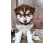 Husky Siberiano Filhotes Canil Spartakus Wolf