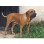 Fila Brasileiro Puro