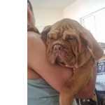 Buldogue Campeiro