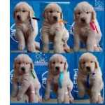 Golden Retriever : Filhotes Disponveis De Qualidade