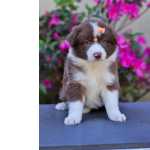 Border Collie   Entrega Em Foz 13/09