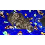 Shitzu Macho linhagem chocolate