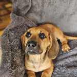 Filhote De Basset ( Lindo Salsichinha/ Teckel)