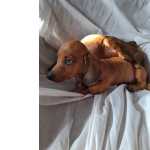 Filhote De Basset Teckel Lindos Salsichinha