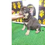 Bulldogue Francs
