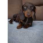 Dachshund Ano, Cofap, Salsicha, Basset