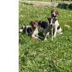 Filhotes de Fox paulistinha terrier brasileiro