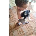 Cachorro Da Raa Shitzu