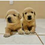 Golden Retriever Fmea E Macho Disponvel
