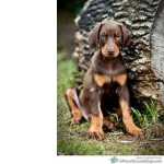 Doberman-com 60 Dias