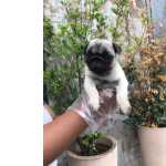 Pug Abricot Um Amor Puro, Sincero E De Corao! 12x S/ Juros!