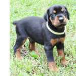 Filhotes de Doberman