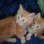 Gatos Angora Venda