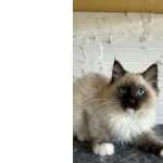 Filhotes De Gato Ragdoll