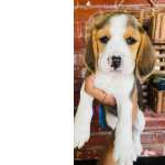 Macho E Fmea Disponvel De Beagle Filhotes Com Pedigree E Garantia